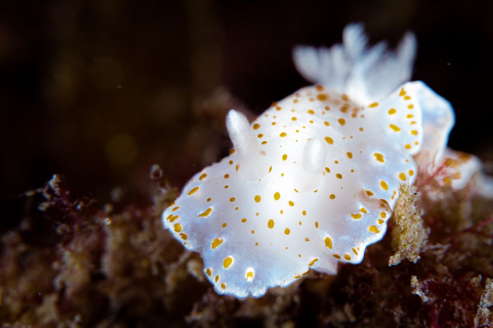 Photograph by FERNANDA SALDANHA BARBOSA DA SILVA