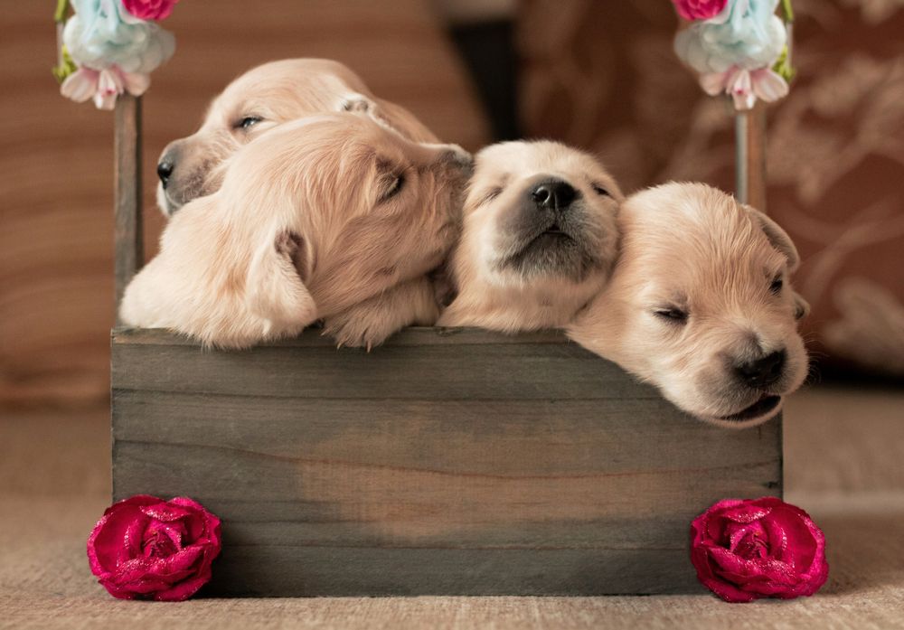 Photograph by Светлана Вайльхен