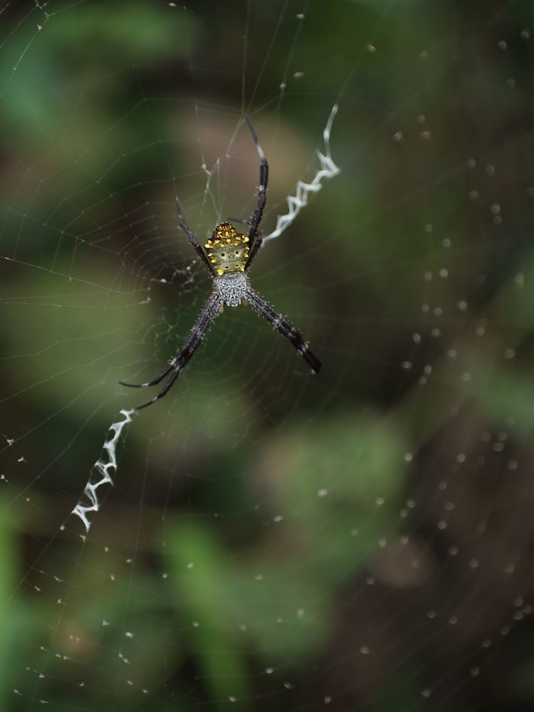 Argiope appensa