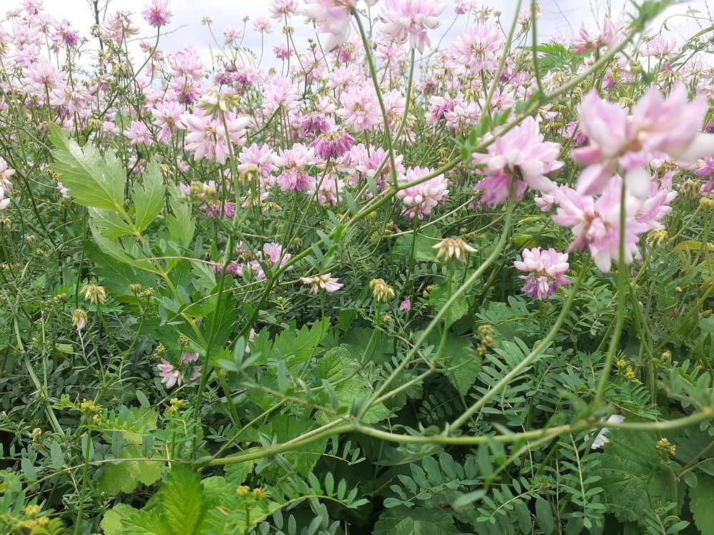 Photograph by Xamzat Beno