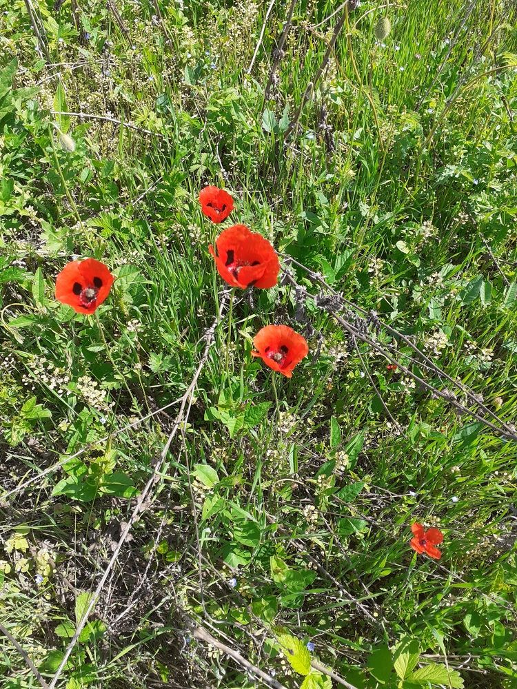 Photograph by Xamzat Beno