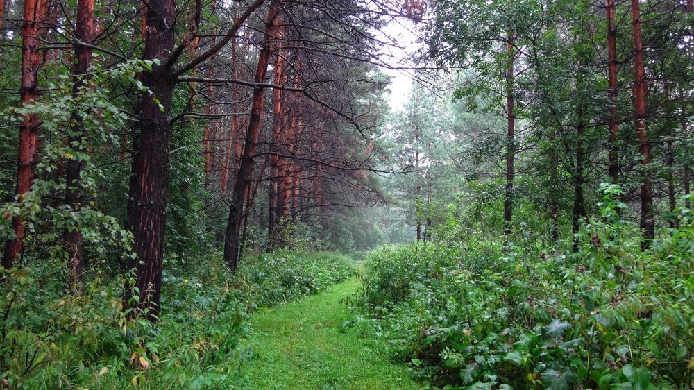 Photograph by Римма Большакова