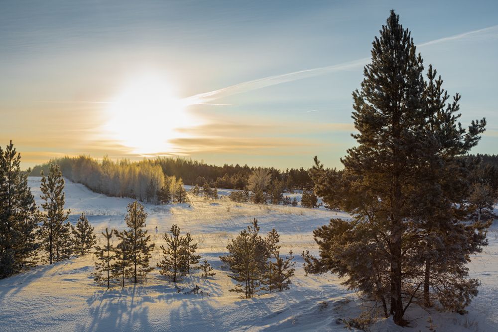 Sunrise in the forest
