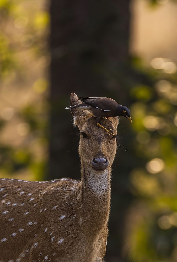 Photograph by Sumon Das
