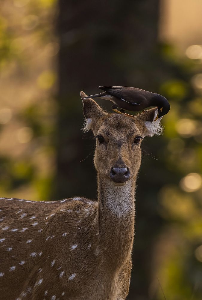 Photograph by Sumon Das