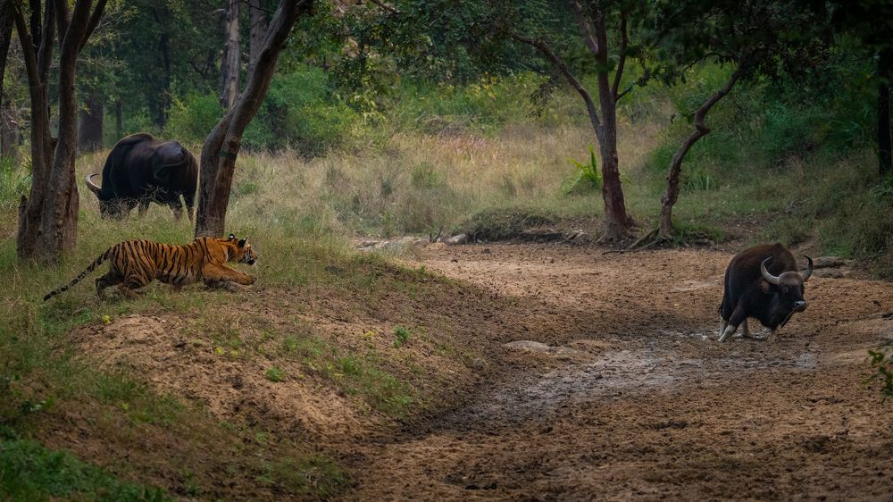 Photograph by Sarosh Lodhi