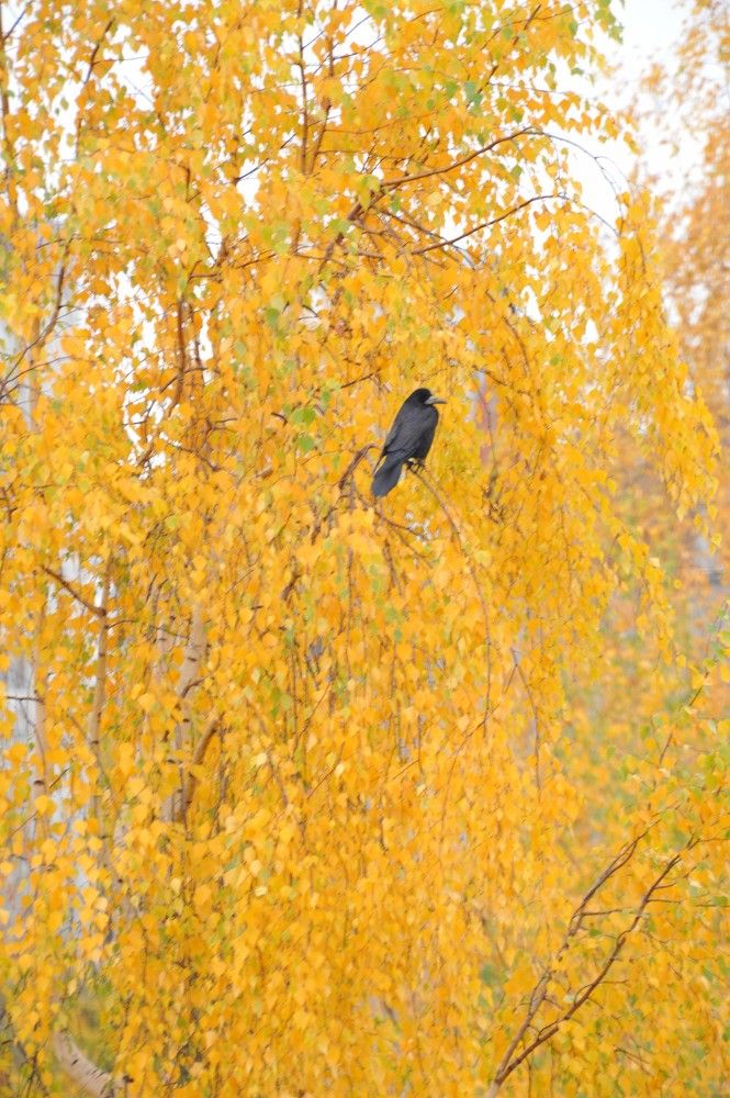 Photograph by Юрий Яковлев