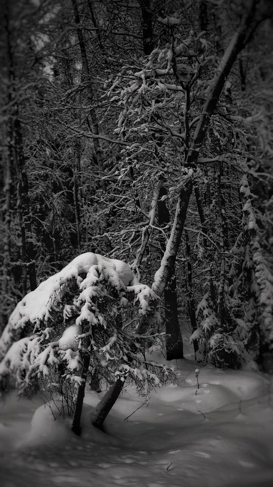 Photograph by Ольга Одаренко