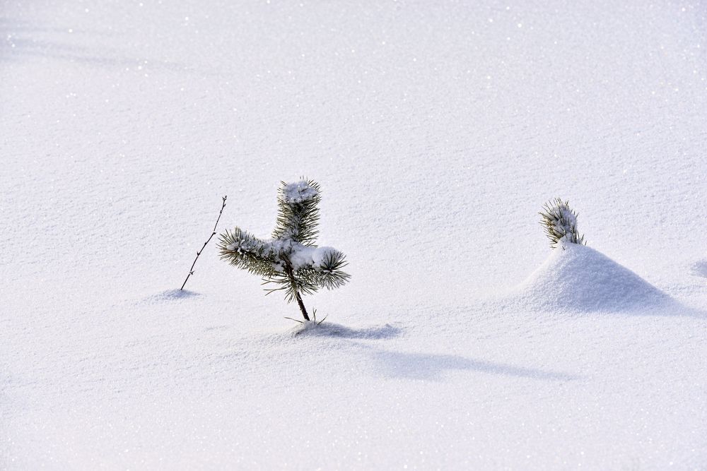 Мороз снежком укутывал...