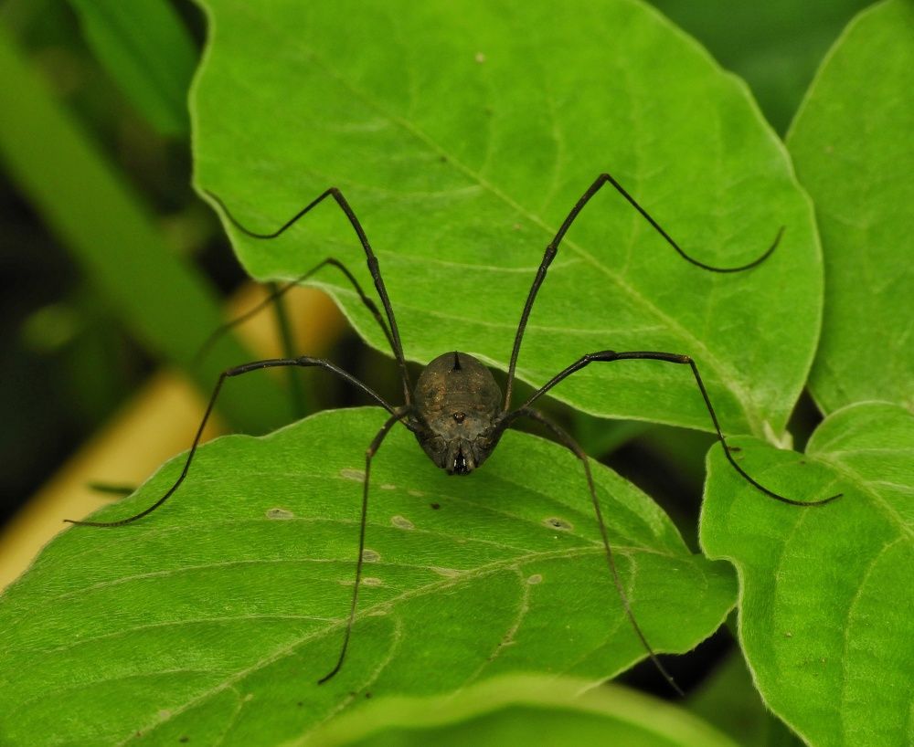 Фотография автора Bharat Ravat