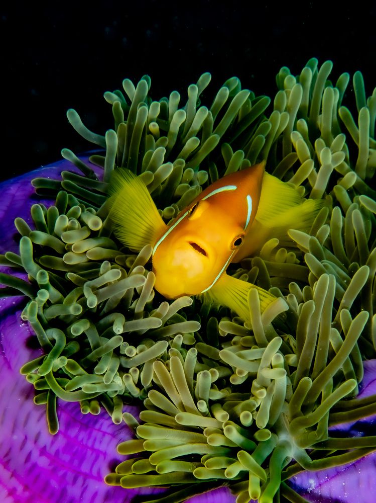 Photograph by Alexander Plakida