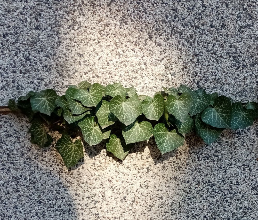 Зеленая "бахрома"