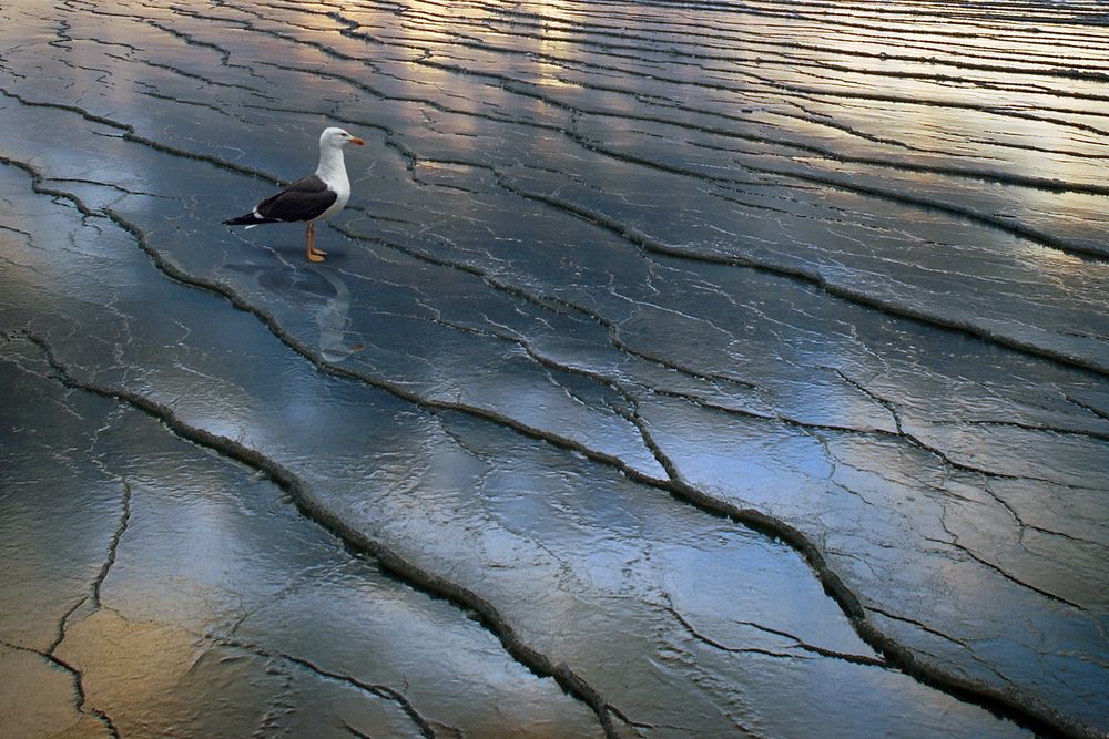 Ледяной покров