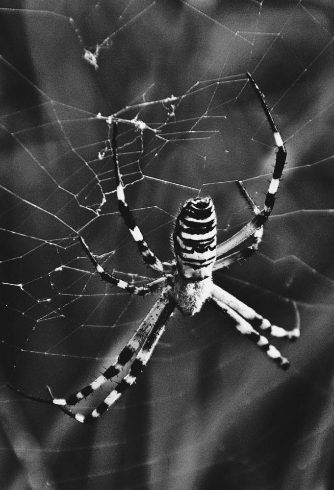 Photograph by Kasra Saadatju