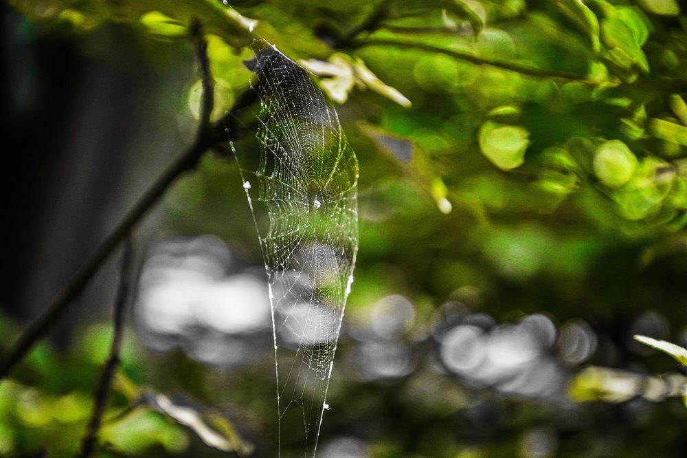 Photograph by Kasra Saadatju