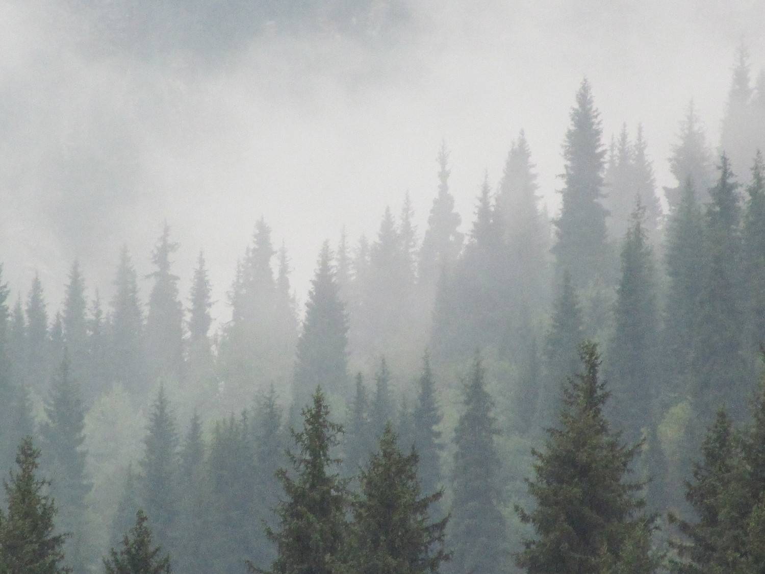 Photo #7069017