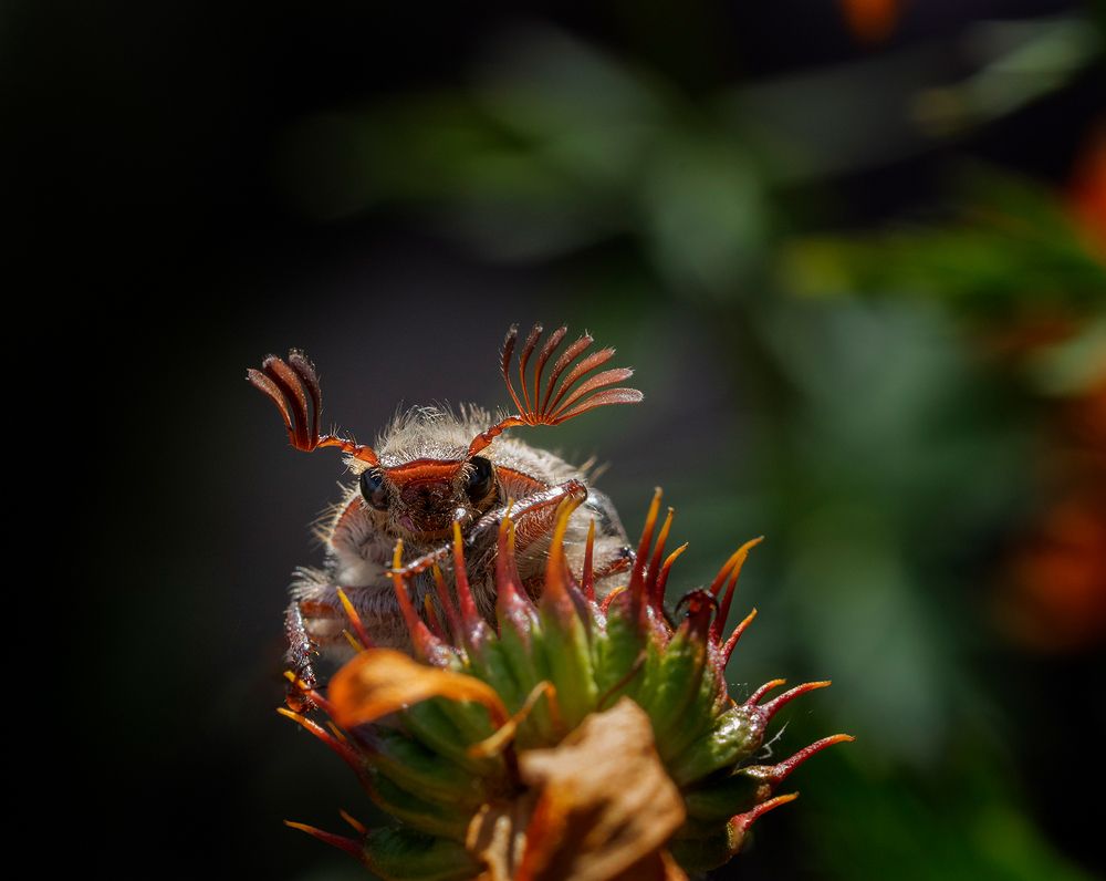 Photograph by Анатолий Плечистый