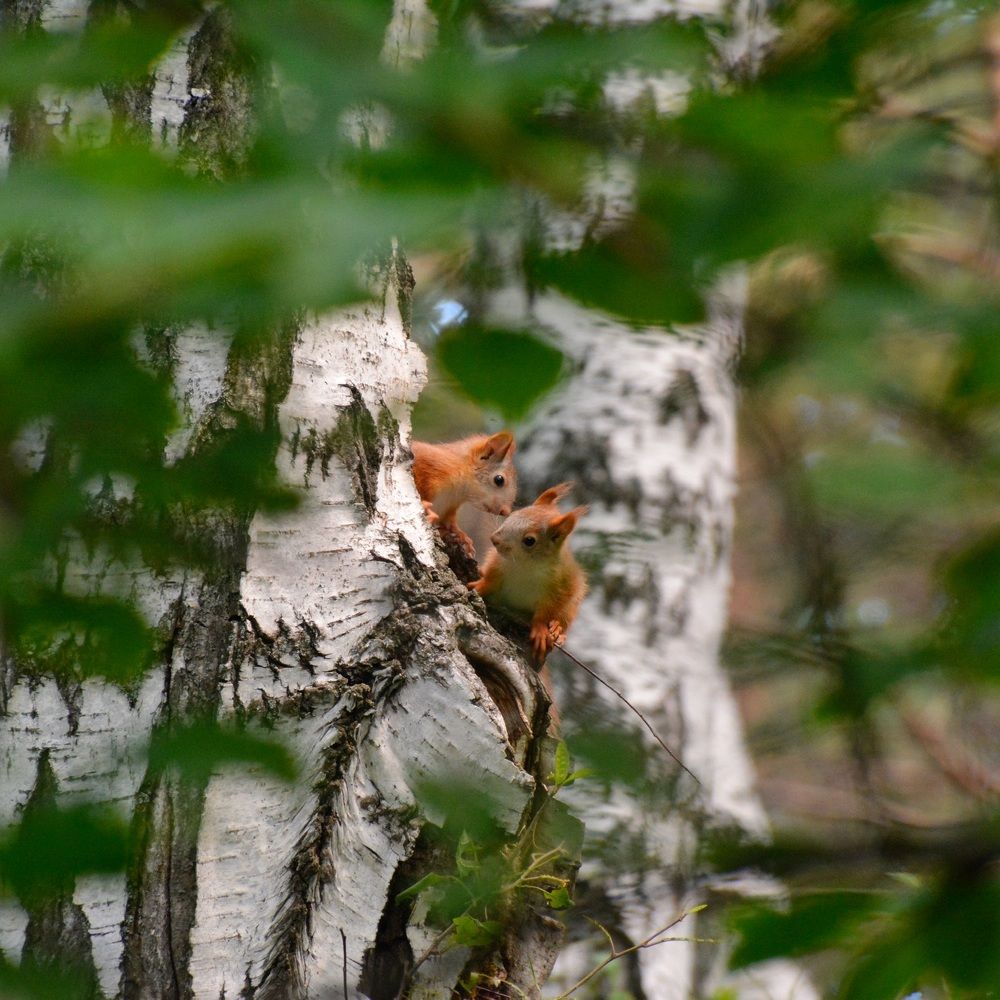 Photograph by Римма Большакова