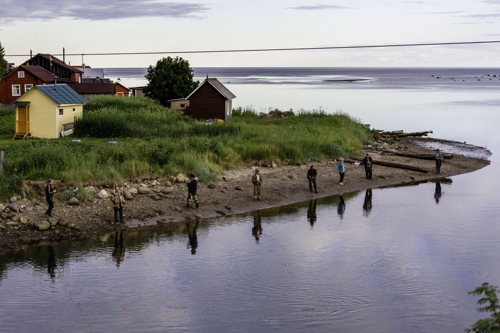 Горбуша пошла, Белое море