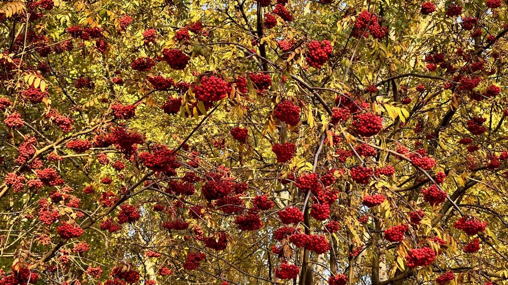 Photograph by Игорь Стретьячук