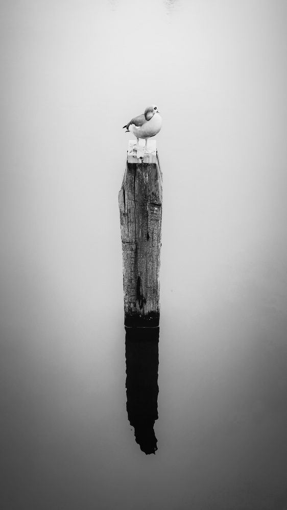 Фотография автора Sadegh Amiri Hanzaki