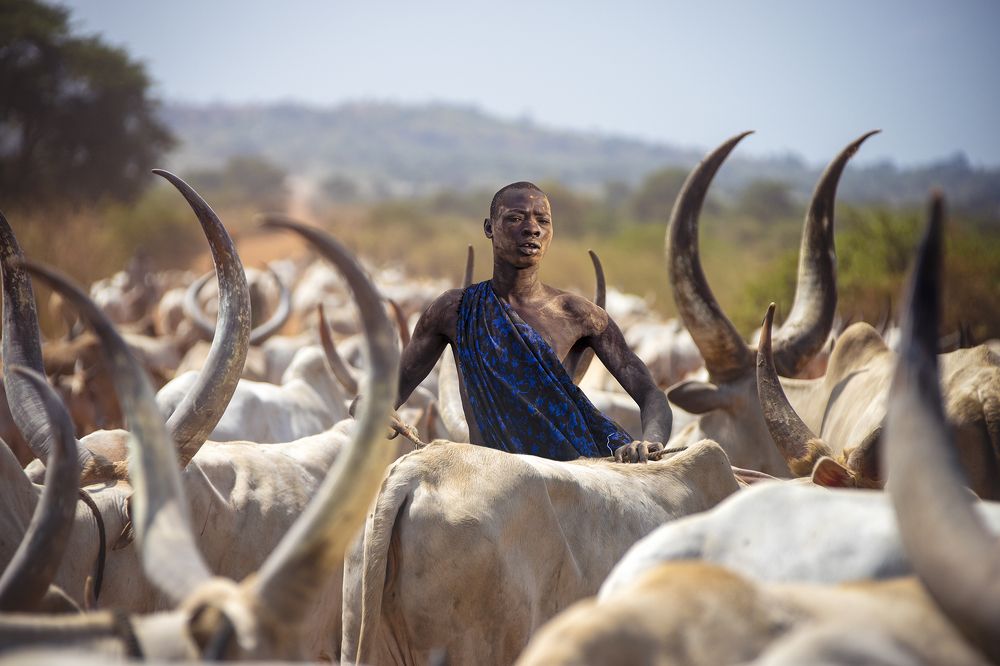 Mundari's male cow, SOUTH SUDAN 2021