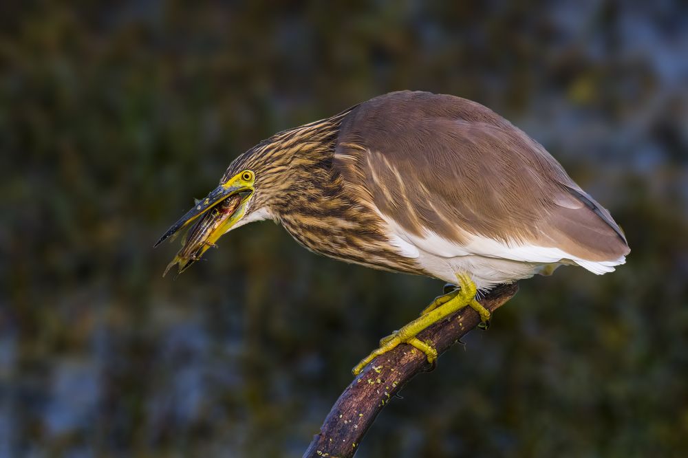 Photograph by SOMDIPTYA CHAKRABORTY