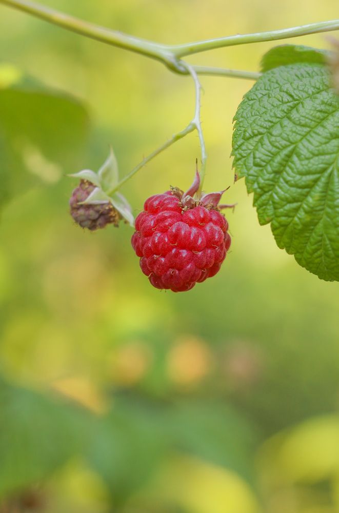 One of the ripe Raspberries in the summer garden