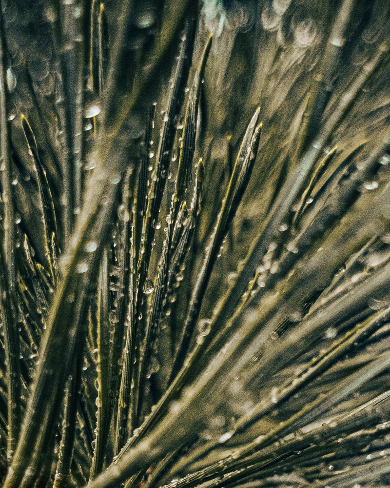 Pinedrops