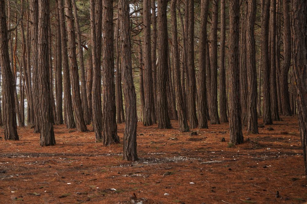 Photograph by Дима Городилов