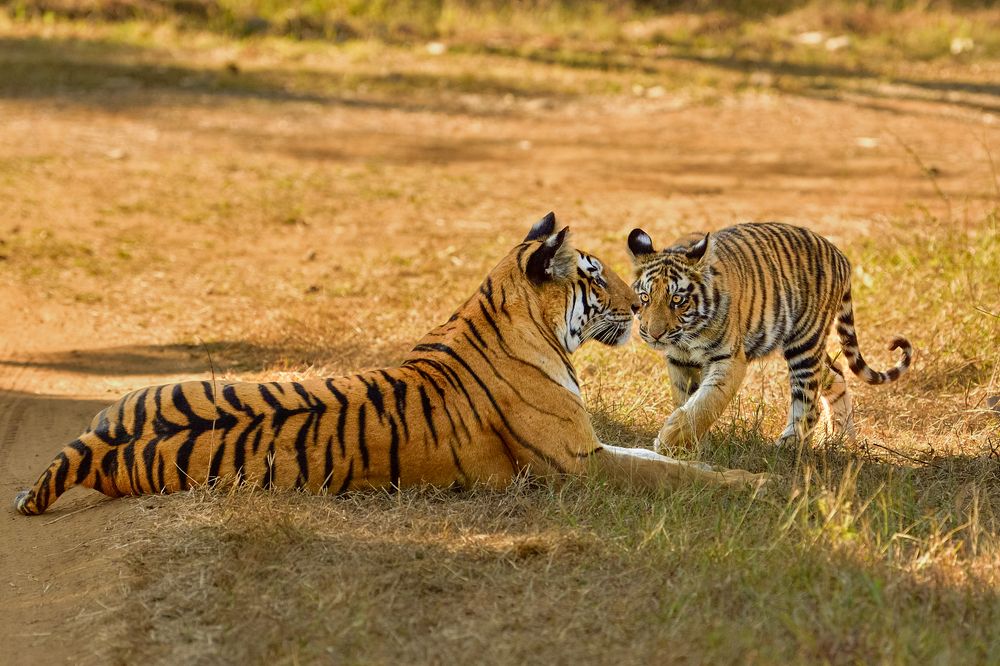 Фотография автора Prashant Parate