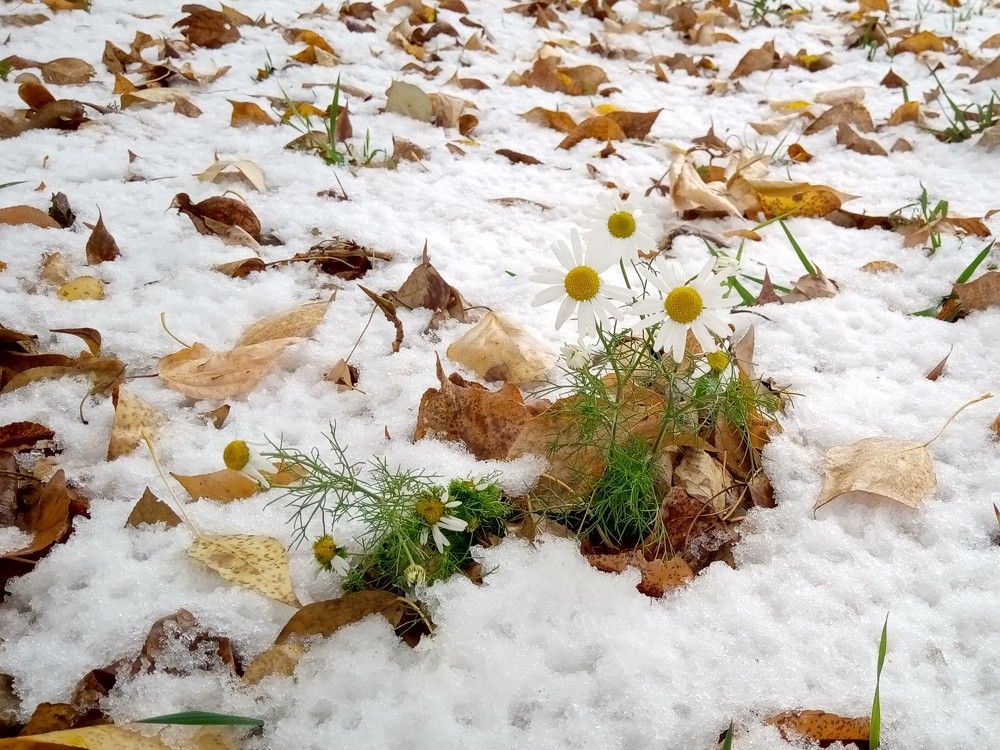 Ромашки под снегом