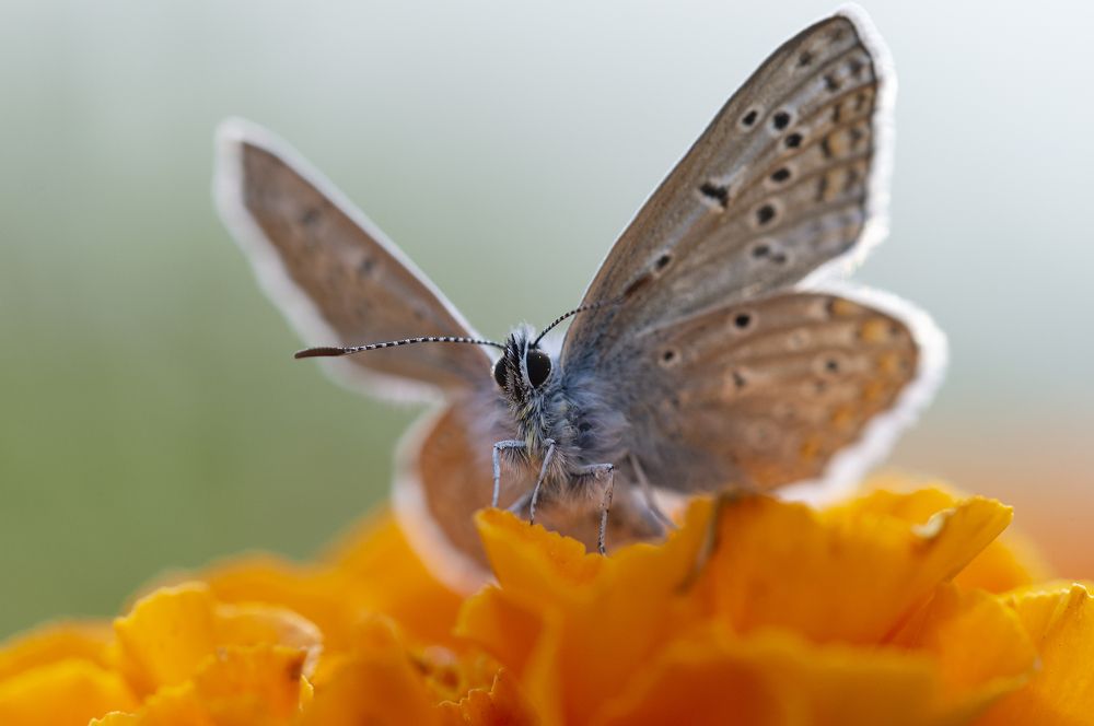 Photograph by Юрій Стороженко