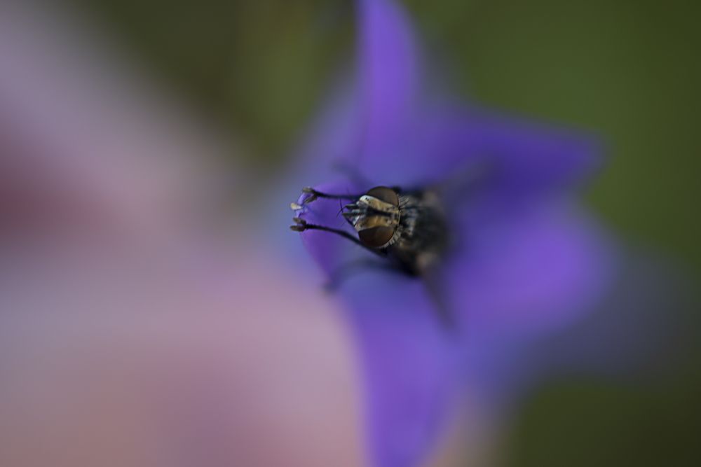 Photograph by Donalda La Fey