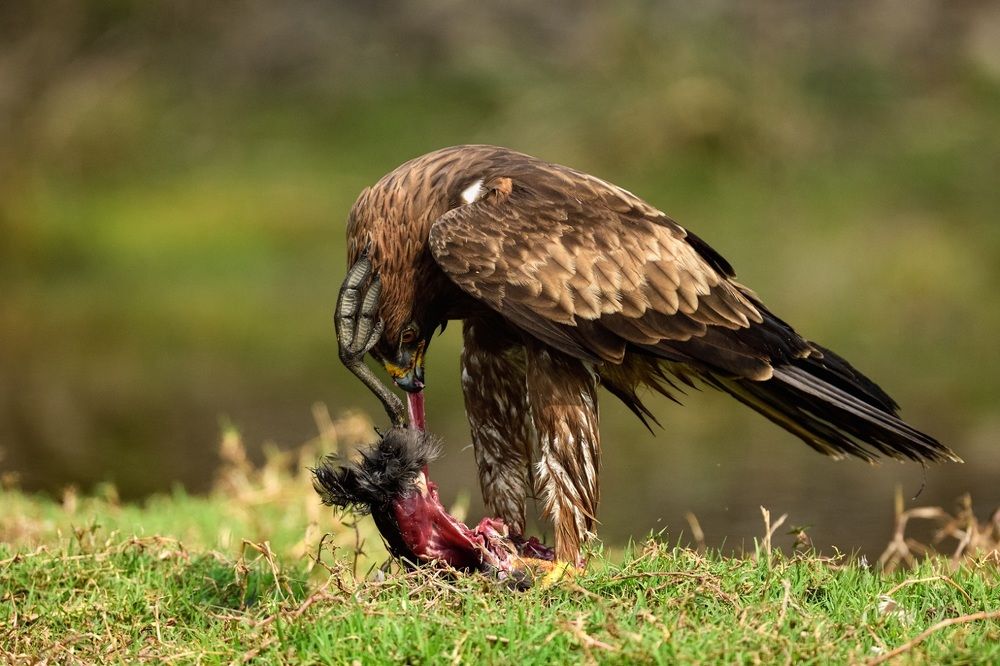 Фотография автора Prashant Parate