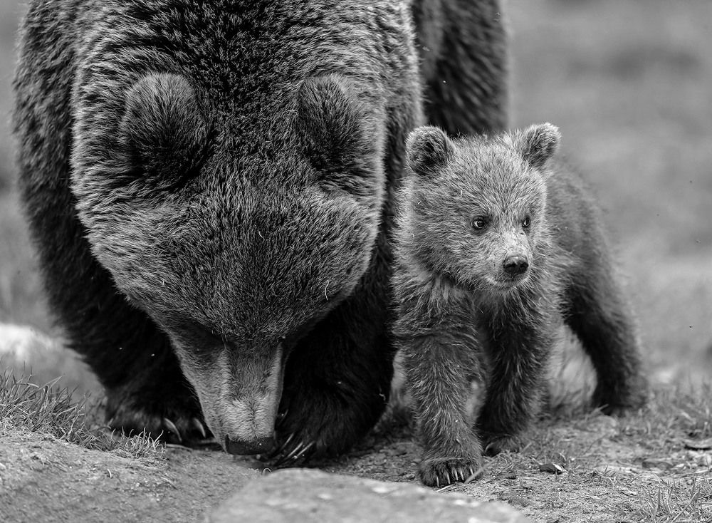 Photograph by Mulkahainen Valtteri