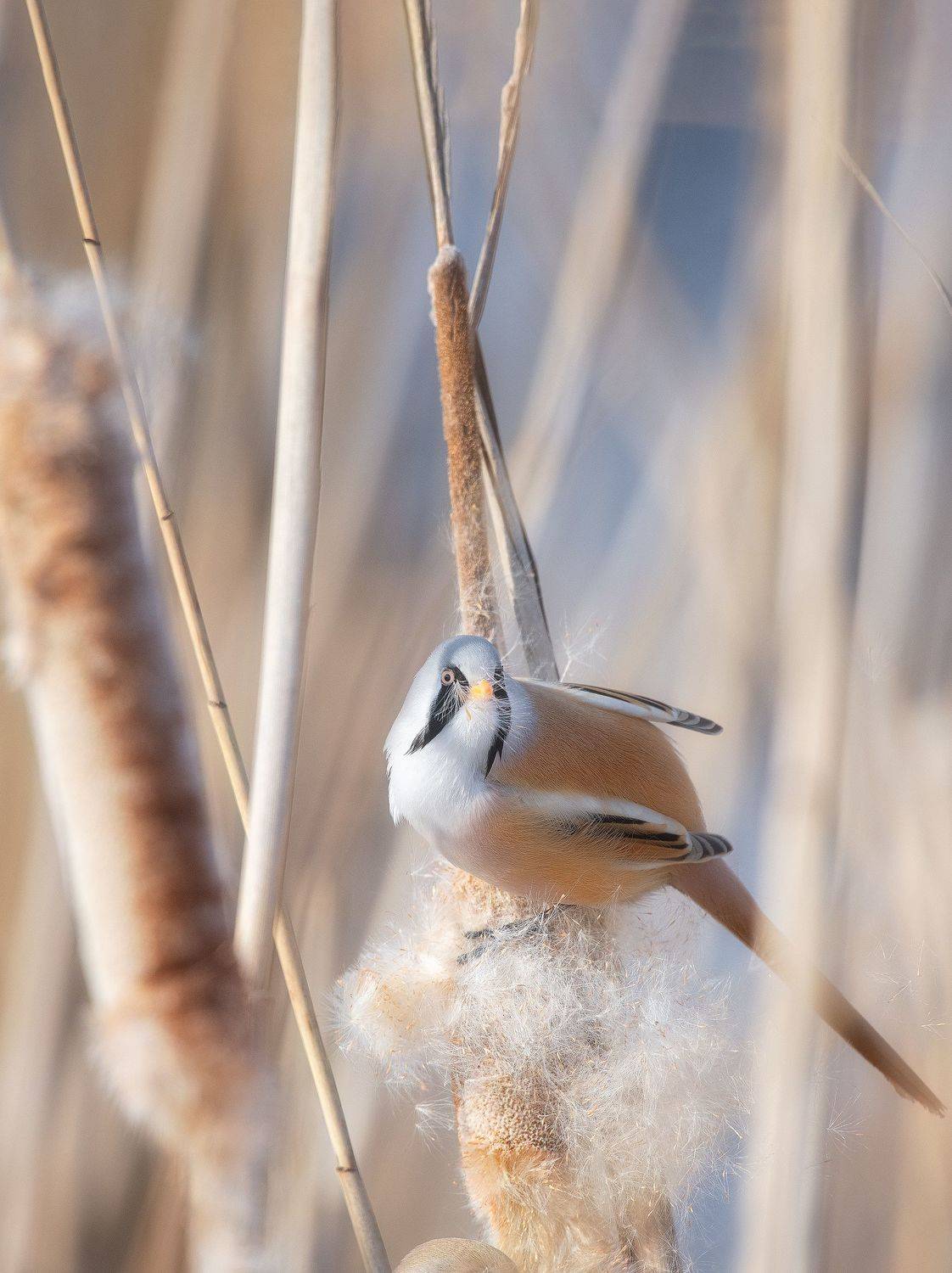 Фотография #7070624