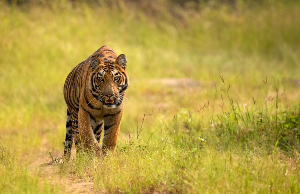 Фотография автора Prashant Parate