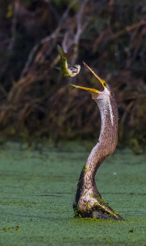 Photograph by SOMDIPTYA CHAKRABORTY