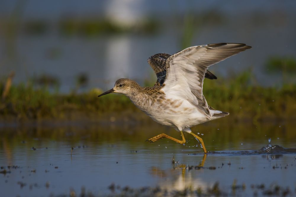 Photograph by SOMDIPTYA CHAKRABORTY