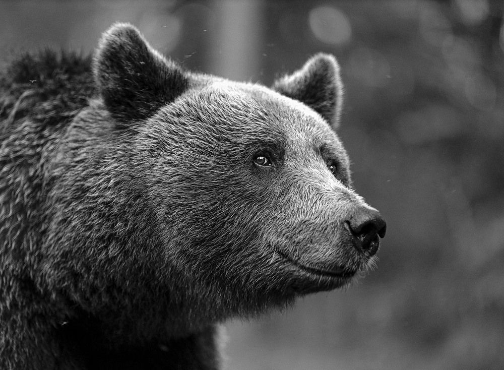 Photograph by Mulkahainen Valtteri