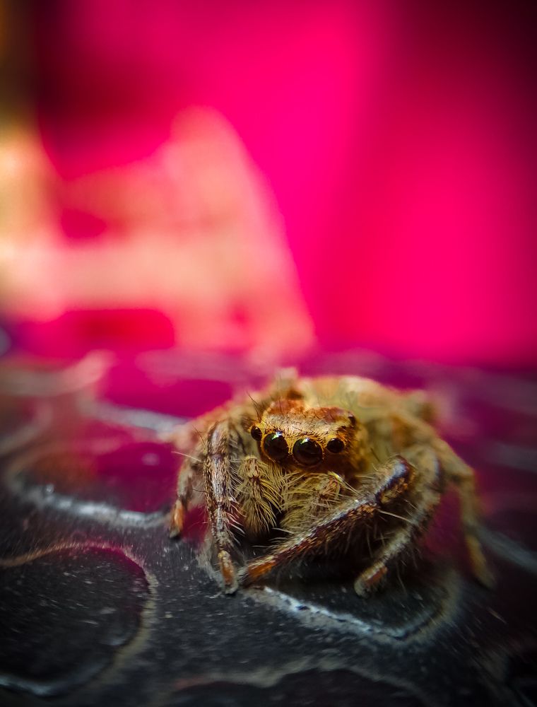 Photograph by Suman BHUNIA