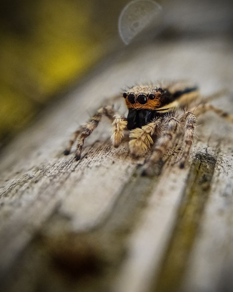 Photograph by Suman BHUNIA