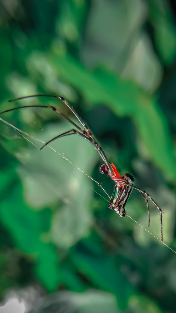 Photograph by Suman BHUNIA