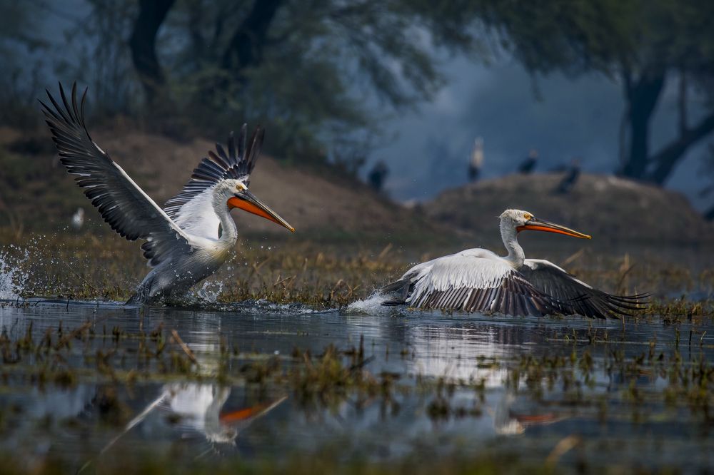 Photograph by SOMDIPTYA CHAKRABORTY