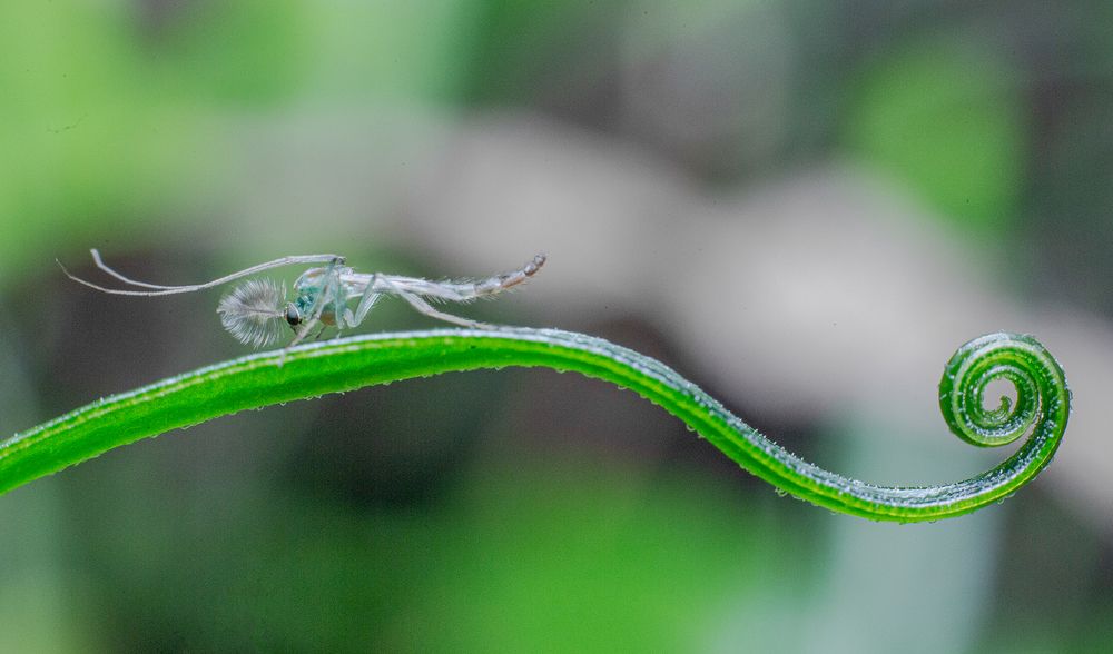 Фотография автора Sasindu Pramuditha