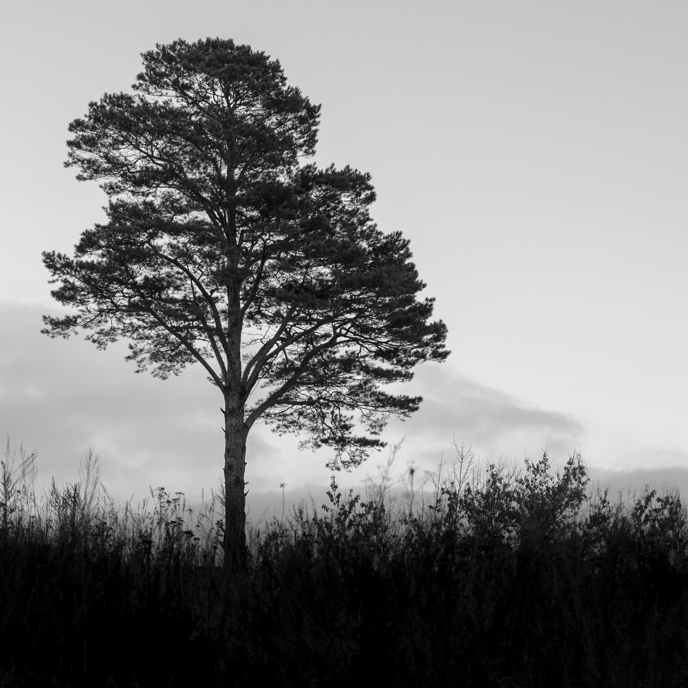 Photograph by Дмитрий Лекомцев