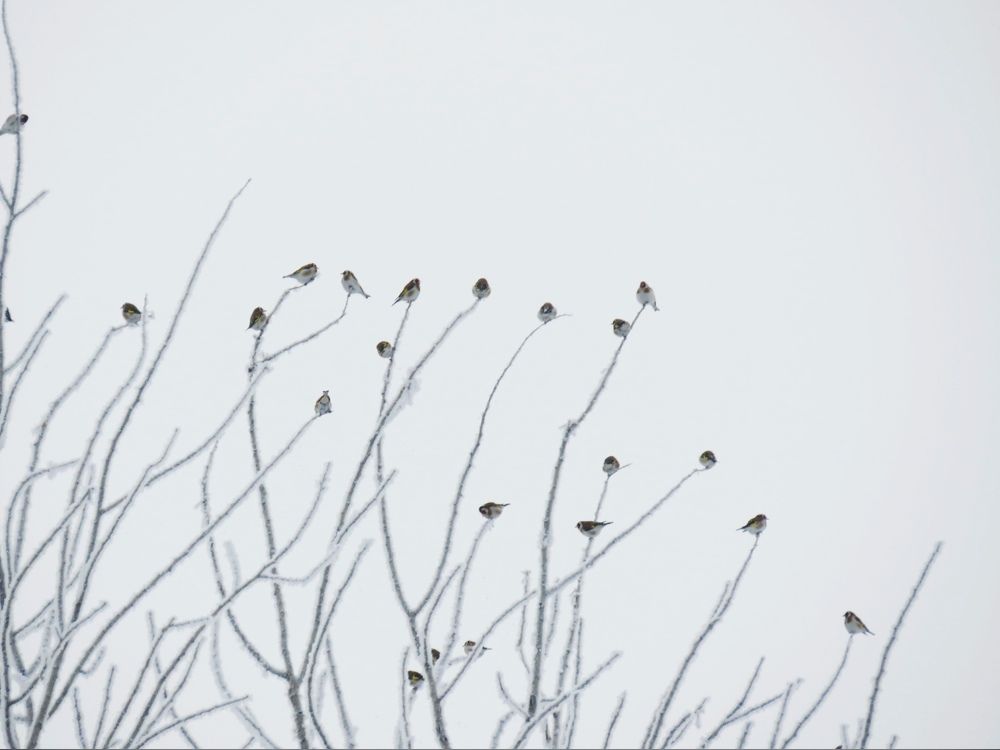 Photograph by Елена Гарипова