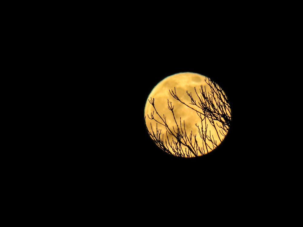 Tree branches against the background of the moon