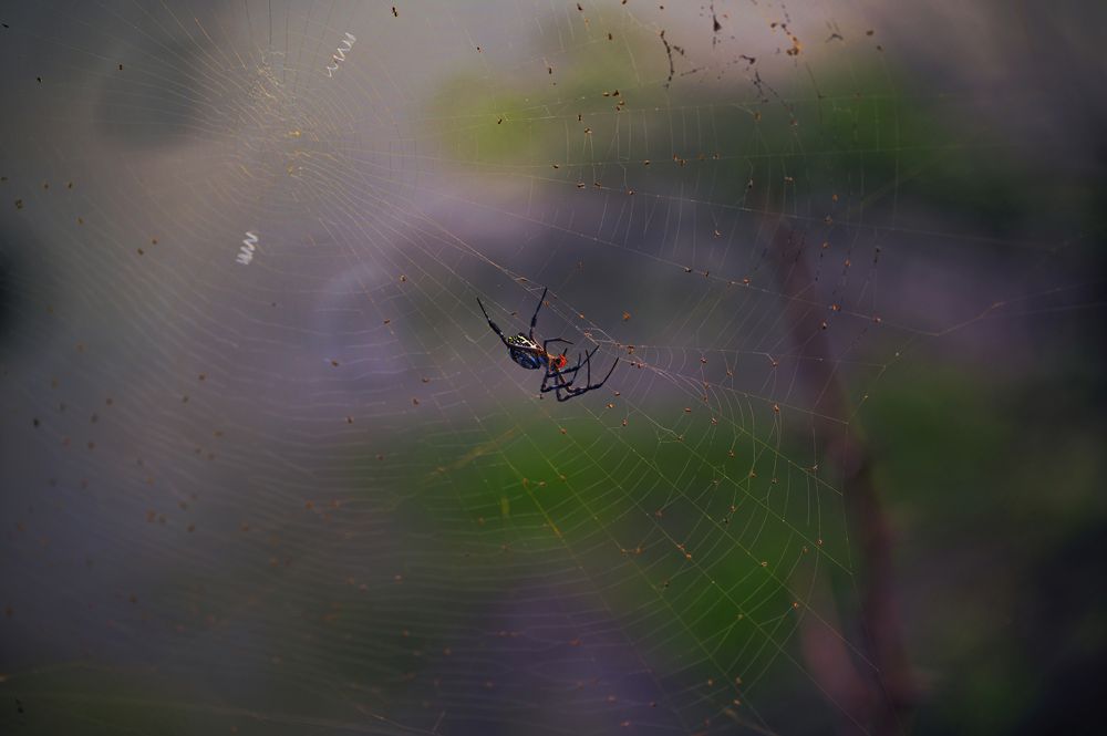 Photograph by G N RAJA